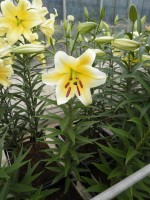 [1747 Manissa No02.JPG]